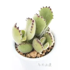 熊童子 コチレドン 2寸ポット 弁慶草科 多肉植物 根付苗 多肉激安