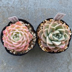 ずんずん様専用＊多肉植物 カット苗 エケベリア クリームローズ ピンクスポット ※クーポン適用