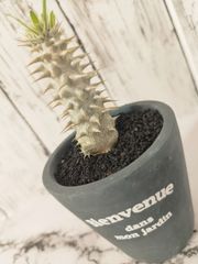 【 実生苗 陶器鉢&化粧砂仕立て 】パキポディウム・ホロンベンセ（Pachypodium horombense）