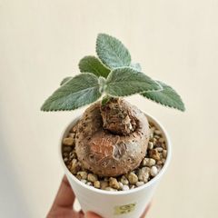 ③《Sinningia Leucotricha》シンニギア・レウコトリカ 断崖の女王 塊根植物 コーデックス