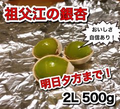 愛知県祖父江産　銀杏　2L 500g