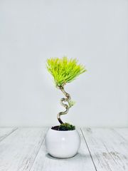 黒松　小品盆栽　くろまつ