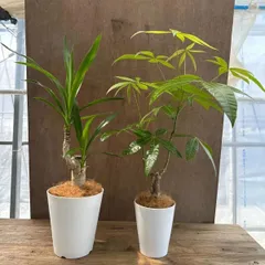 2025年最新】観葉植物 ユッカ エレファンティペスの人気アイテム