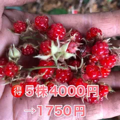 ⭐️冬苺(木苺)苗5株⭐️ 5株4000円→1750円 木苺苗　木いちご　フユイチゴ苗　ふゆいちご苗　冬いちご苗