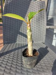 石垣島から【ピンクのプルメリア苗木】をお届します。