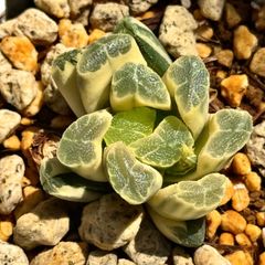 の*る様 万象　クモの巣錦　超美株　糊斑　極上班 清 万象錦 糊斑 特選株 H1760 - メルカリ