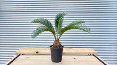 【観葉植物】ソテツ　蘇轍　5号鉢