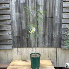 【現品】④ グレビレア ゴールデンユーロ 開花後 7号 ①