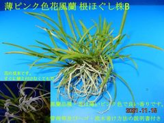 薄ピンク色花 風蘭　根ほぐし株B