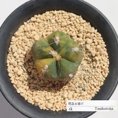 ペンタカンサB TK156 サボテン 7.5ｃｍポット おすすめ販売 写真の子をお届け 特定販売