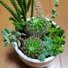 2026年最新】サボテン 短毛丸の人気アイテム - メルカリ