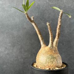 発根済　現地球　コレクション株　パキポディウム グラキリス　たけろうポット パキポディウム グラキリス 