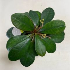 多肉植物　ユーフォルビア　ラメナ(レア)  抜き苗　根付き
