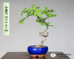 コマユミ『小真弓』 小品盆栽【泰寿園Online】現品 一点物 雑木 真柏 松柏 松 初心者 室内 鑑賞 趣味 卓上盆栽 盆栽鉢 グリーン 和 ギフト プレゼント ミニ盆栽 誕生日 母の日 父の日 敬老の日 記念日 お祝い 優良葉性 インテリア 3
