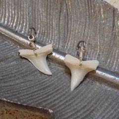 [新品・人気]天然⭐︎サメの歯⭐︎大サイズ‼️(チャーム2個セット)