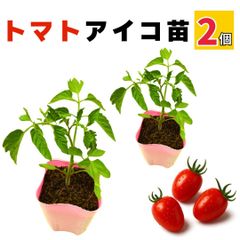 ミニトマト アイコ 苗 2個セット 実生苗 甘い 販売 プランター 初心者でも育てやすい 家庭菜園 病気に強い 農場直送 9cmポット