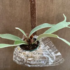 ★コウモリラン ベイチー ココヤシポット 現品 Platycerium veitchii ビカクシダ 麋角羊歯 ビーチー ビッチー ヴィーチー 観葉植物 観葉 植物 珍奇植物 珍奇 珍しい  吊り下げ 吊るす インテリア プレゼント おしゃれ かっこいい