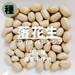 【種】落花生　ホワイトバレンシア　農薬不使用　7粒