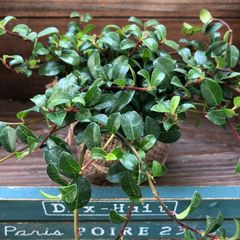 ポットごと　ツル性ガジュマル♡精霊が宿る♡ツルガジュマル♡観葉植物