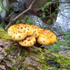 天然きのこ96　ヌメリスギタケモドキ、ウスヒラタケ1.3kg