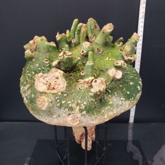 K363【最新到着】Adenia　プセウドグロボーサ（M）（現地球・抜き苗）【塊根植物】アデニア　プセウドグロボーサ