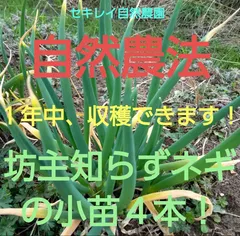 ネギ坊主様オーダー品 楽天市場】ネギ 坊主の通販