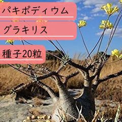 【種子】パキポディウム・グラキリス  種子20粒