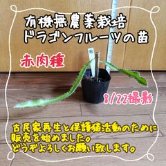 【新芽＆根っこしっかり♪】無農薬栽培ドラゴンフルーツ(赤)の苗④