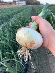 12/19午後発送 倉垣豊様用 淡路島産 玉ねぎ苗 ターザン 500本 たまねぎ