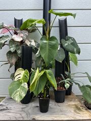 ドリアン苗 レア品種 Durio macrantha Dwarf Type ドリアン苗 レア品種 Durio macrantha Dwarf Type - メルカリ