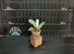 胡蝶蘭原種Phal.schilleriana