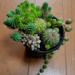 うめこ　様専用