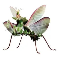 【中古】トレーディングフィギュア ニセハナマオウカマキリ メス(成体) 「いきもの大図鑑アドバンス ニセハナマオウカマキリ」