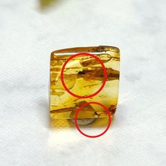 【E13543】虫入り琥珀　アンバー　リトアニア　Amber＊針葉樹の樹液の化石　パワーストーン　化石　天然石