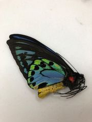 蝶の標本★マラマシケ島産アオメガネ♂No.4