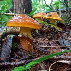 天然きのこ104　ハナイグチ1kg
