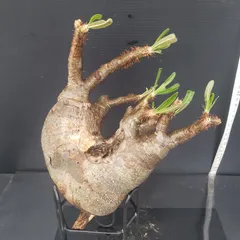 古*R様 パキポディウム グラキリス 未発根 ベアルート 現地株 美形 ベアルート今日までの販売です！ #グラキリス #ベアルート販売