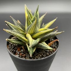 インドネシア多肉　高級　レア　ブラックストライプ錦　根あり　第4種発送 斑入り苗 – Page 2 – 多肉植物の通販・販売サイト tawawa