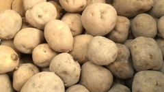 じゃがいも「キタアカリ」5kg 北海道産