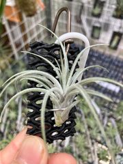 【ネコポス】チランジア スークレイ ラージフォーム Tillandsia sucrei Large Form　キンクマ農園☆T00084