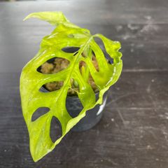 【希少】　モンステラ　エスケレート　monstera esqueleto