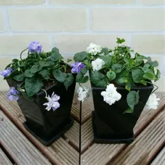 宿根草  あま～い香りの八重咲き パルマスミレ(ニオイスミレ・においすみれ)4号角鉢・受け皿付き１鉢香り フレグランス ガーデニング 花苗 寄せ植えに