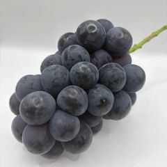 数量限定‼️大房ピオーネ🍇 お中元に‼️初物ハウス栽培種無しピオーネ‼️　岡山県産　ハウス栽培
