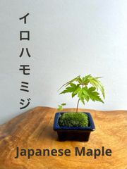 ミニ盆栽　イロハモミジ（萬古焼・濃紺系の鉢）