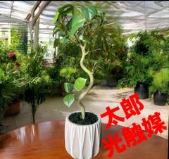 光触媒 人工観葉植物 ウォールグリーン フェイクグリーン ガジュマル40