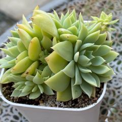 多肉植物 ☘️ チョコレート錦 ② 抜き苗 - メルカリ