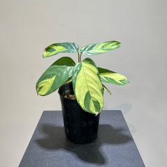 クテナンテ　ゴールデンモザイク　ルベルシアーナ　　抜き苗