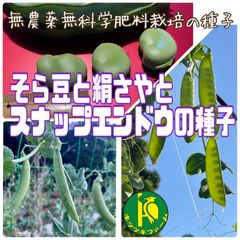 一寸そら豆のタネ5粒とスナップエンドウのタネ30粒と絹さやのタネ30粒　無農薬無化学肥料栽培・固定種のタネ3種類セット
