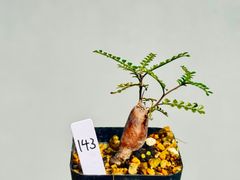 ⚠️【SSSSYYYYY様専用】パキプス　パワータンク143,147,157,158