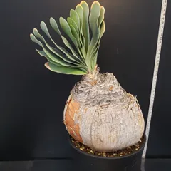 2025年最新】ハエマンソイデスの人気アイテム - メルカリ